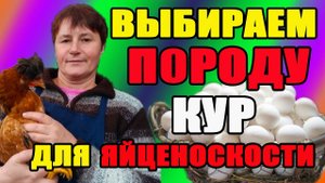 Какую выбрать породу кур для хорошей яйценоскости.