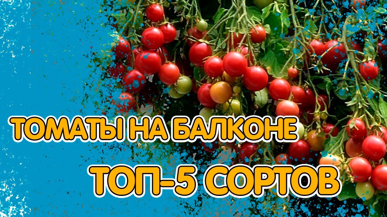 РАСТИМ ТОМАТЫ НА БАЛКОНЕ И ПОДОКОННИКЕ. ТОП-5 СОРТОВ смотреть онлайн