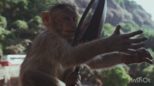 Самые редкие обезьяны в дикой природе 🐒🙊