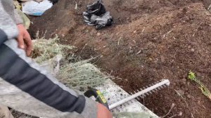 Кусторез в помощь при обрезке!