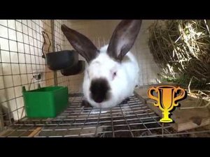 Кролики из НИИ кролиководства - ПОЛНЫЙ ПРОВАЛ (((