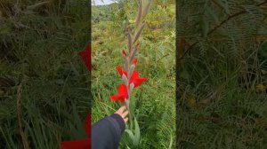 Dahlia and Gladiolus at the farm 🚜