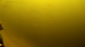 Огромная стая толстолобика в супер-прозрачной воде Волги