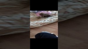 Играем с сестрой в пол это лава.