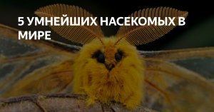 ? 5 Умнейших насекомых в мире.