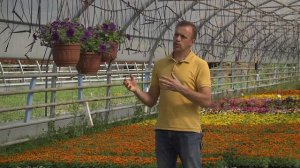 Петуния Млечный путь