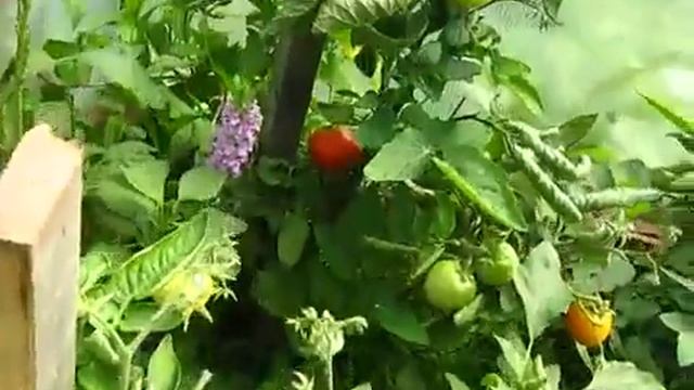 Парник из поликарбоната смотреть онлайн