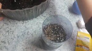 Лук порей. Сеем семена чернушку.