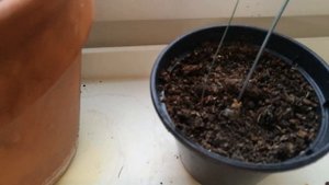 Альбука спиральная, уход и размножение