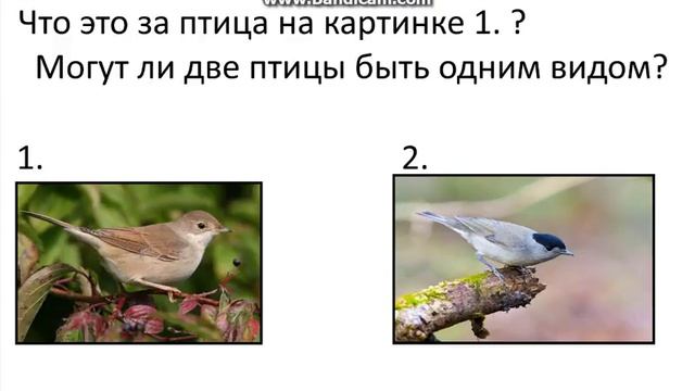 Ответь на 10 вопросов про животных смотреть онлайн