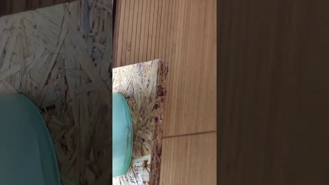 Шикарная мультифлора пудрово-персикового цвета? смотреть онлайн