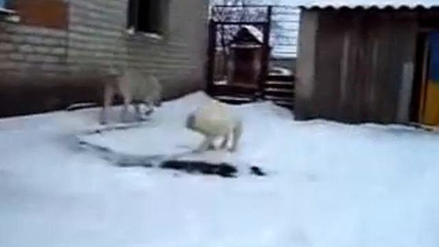 Алабаи Воронежа Сен Сао Егенчи с мамой смотреть онлайн