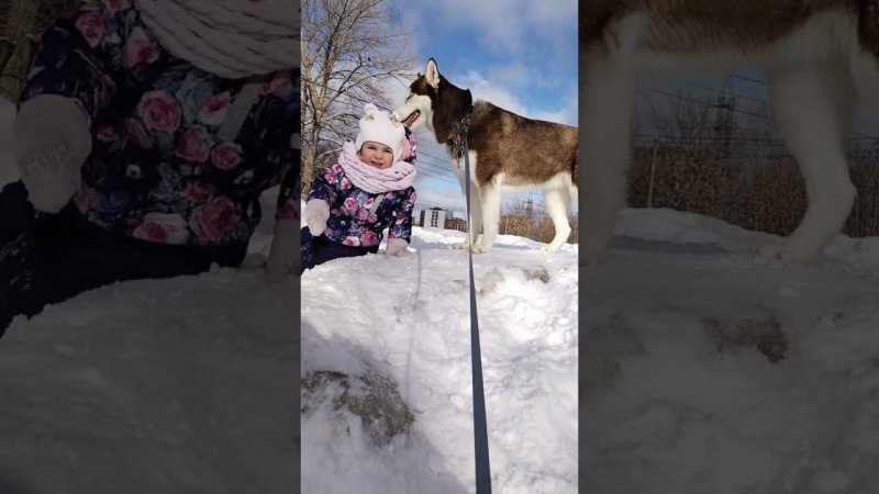 Глаза цвета неба /Хаски