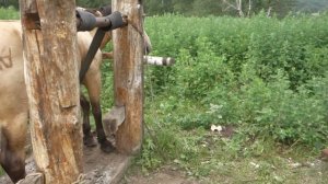 Станок для подковывания коней