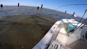 These RIGS are LOADED with Fish **Catch and Cook**