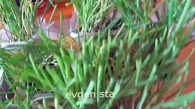 Лук репка из семян через рассаду смотреть онлайн