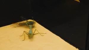 ЧТО ЕСЛИ БОГОМОЛ УВИДИТ ОГРОМНУЮ САРАНЧУ -  ВЕРСУС НАСЕКОМЫХ