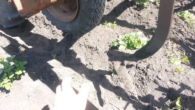 Прополка картофеля самодельными ежами. смотреть онлайн