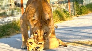 Львица так обрадовалась деткам! Не знает кого первого облизать! Львят вернули после осмотра.