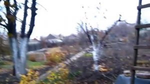 Осенняя ОБРЕЗКА СТАРОЙ ЯБЛОНИ СНЕЖНЫЙ КАЛЬВИЛЬ. Поздние яблоки