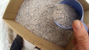Куры несушки Крупные яйца