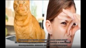 Профилактика МКБ и ХПН у кошек Как заставить кошку пить воду 2