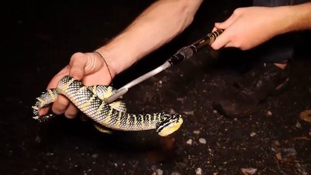 Храмовая Куфия. Взгляд в мир змей жрецов смотреть онлайн