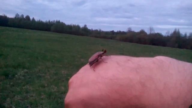 Майский вечер и майский жук