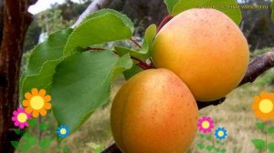 Абрикос обыкновенный. Краткий обзор, описание характеристик prunus armeniaca царский
