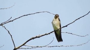 Пение птиц / Чудесное пение птиц с музыкой! Классическая музыка. Музыка для души.