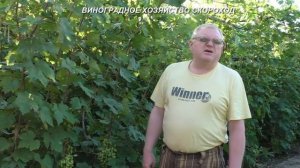 Мой способ борьбы с солнечным ожогом ягод винограда