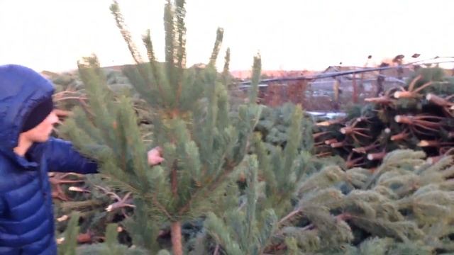 Сосны оптом. Елки оптом смотреть онлайн