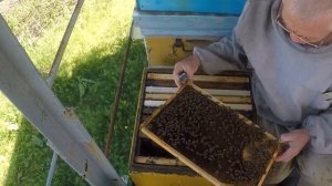 Противороевые методы не всегда работают Борьба с роением пчёл