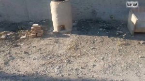 Баранья лопатка в тандыре... от КазаН ГараЖ