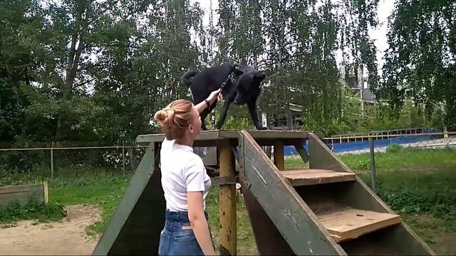 Дрессировка собак -двортерьер Лексики 1 год 3 мес.Дрессировшики -Дарья и Андрей смотреть онлайн