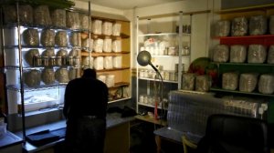 Вёшенка на кукурузе, лузге, ячмене, суданке, камыше и немного о ферментах