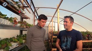 Теплица своими руками. Зимнее выращивание клубники. Автор канала "Огород над землёй"