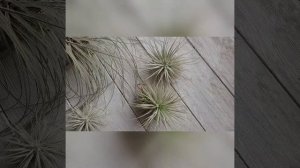 Тилландсия текторум. 3 вариации. Рекомендации по содержанию в домашних условиях.