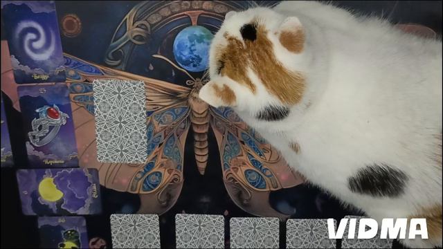 общий расклад Таро и Оракул🪬🧿