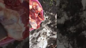 Разделка бобра  Часть 2 Сколько получилось мяса с бобра
