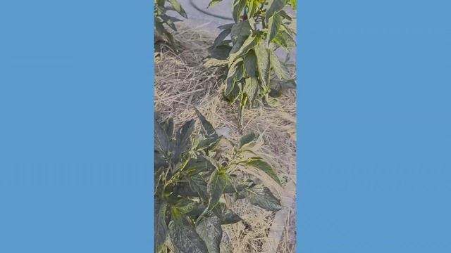 Вкуснино-ПЕПИНО! Завершаю сезон 2021 года, 9 октября смотреть онлайн