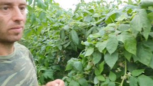 Шикарный ремонтантный сорт малины Энросадира 2020г. Урожай на молодых побегах.