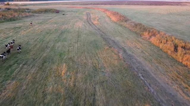 Коровы и коптер, сельская жизнь, Дикая природа Сибири смотреть онлайн