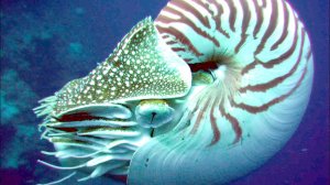 Их можно найти повсюду! Моллюски в природе и жизни человека.