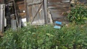 Закладывается ли плодовая почка у яблонь ещё в школке на подвое СК 4?