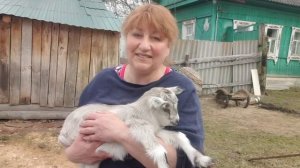 РОДИЛАСЬ КОЗОЧКА // Кастрирование козликов //