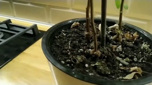 ЭВКАЛИПТ ЛИМОННЫЙ ОЗОН осенняя обрезка и уход
