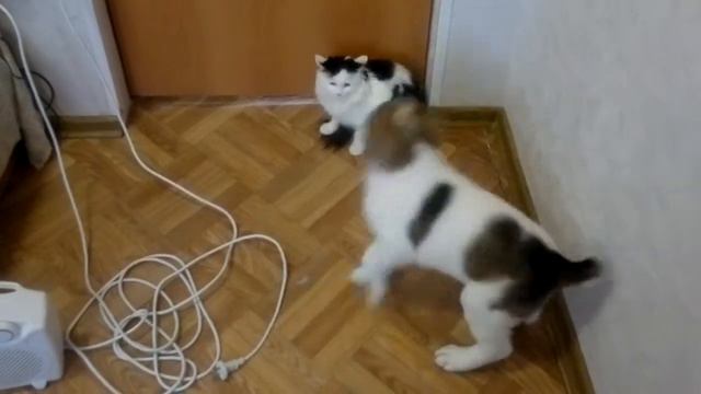 мой маленький стратег))) смотреть онлайн