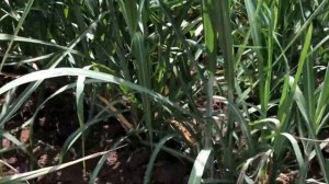 Result for 21-0-0 and 16-20 sugarcane fertilizer. Effective nga ba? Must watch