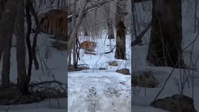 Тигр в Анучинском районе Приморья